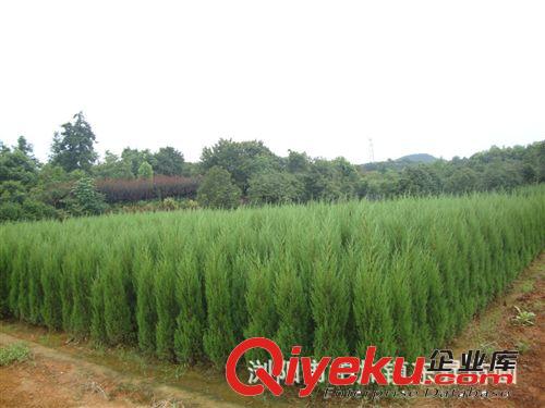 大量批發供應松柏 塔柏 圓柏 龍柏 鋪地柏苗木！！！原始圖片3