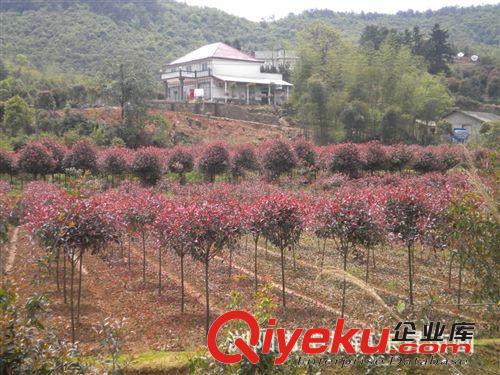 供應(yīng)綠化小喬木 紅葉石楠 紅葉石楠工程苗 量大從優(yōu)原始圖片2