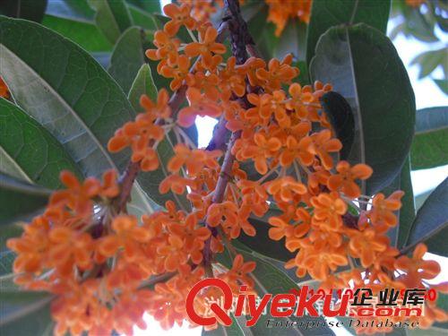 供應(yīng)綠化小喬木 紅葉石楠 紅葉石楠工程苗 量大從優(yōu)
