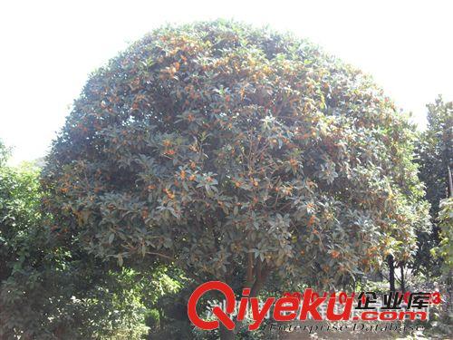農(nóng)戶價供應(yīng)兩年生桂花樹苗 成品桂花苗木原始圖片2