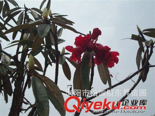 綠化風(fēng)景樹——高桿嫁接紅楓，紅楓樁景，叢桿紅楓，多桿紅楓。