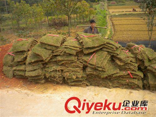 專業提供草坪噴播 草坪養護 草皮種植原始圖片3