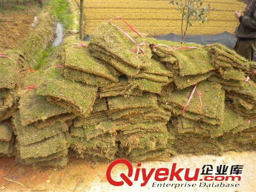 湖南苗圃銷售屋頂綠化隔熱草皮 草坪原始圖片2