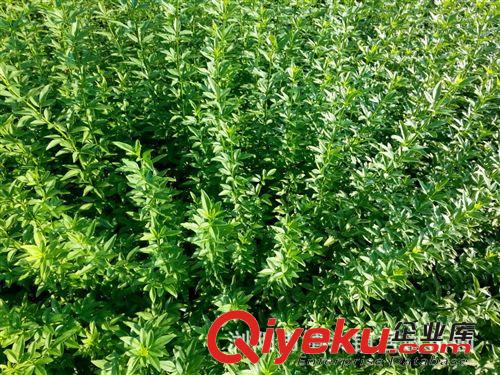 大量長期供應(yīng)迎春、扶芳藤、爬山虎、凌霄、紫藤、常春藤木原始圖片2