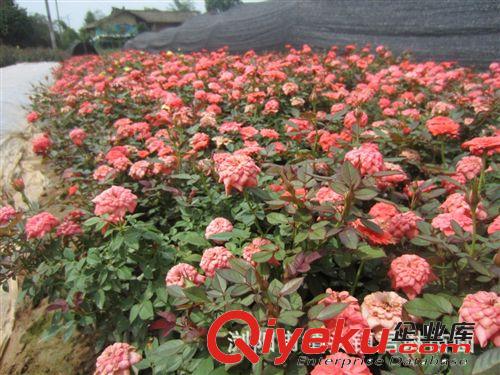 苗木批發(fā)  月季  地被及色塊小苗原始圖片3