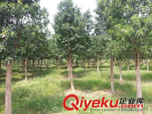 湖南苗圃 農(nóng)戶直銷【杜英 杜英小苗】原始圖片2