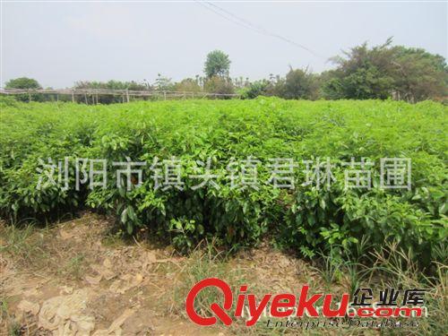 大量供應(yīng)/農(nóng)戶價(jià)直銷香樟小苗/香樟中苗/香樟籽