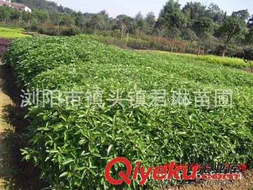 大量供應(yīng)/農(nóng)戶價(jià)直銷香樟小苗/香樟中苗/香樟籽
