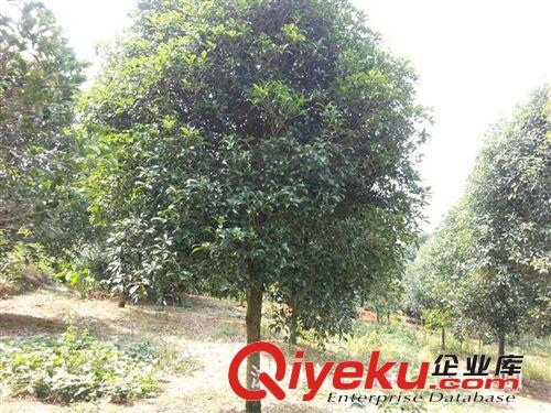 君琳苗圃 大量供應(yīng)桂花樹 桂花苗 精品桂花 桂花價格