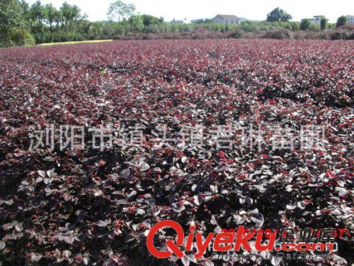 湖南綠化苗木供應(yīng) 紅花繼木中小苗 地被及色塊小苗原始圖片2