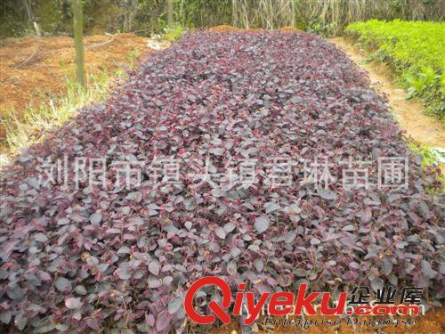 湖南綠化苗木供應(yīng) 紅花繼木中小苗 地被及色塊小苗原始圖片3