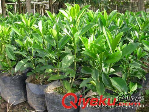 供應(yīng)非洲茉莉/綠化苗木/高度15公分到1.5米/農(nóng)戶自家花場(chǎng)種植直銷