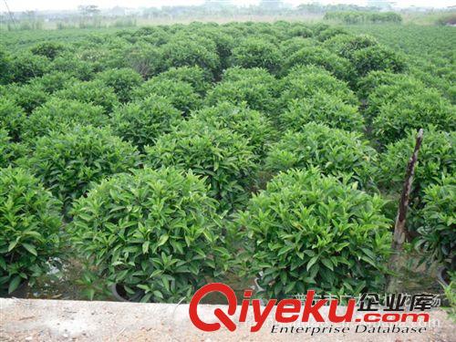 供應(yīng)非洲茉莉/綠化苗木/高度15公分到1.5米/農(nóng)戶自家花場(chǎng)種植直銷