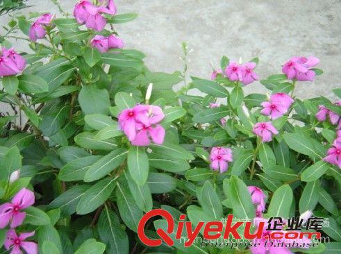 大量供用長春花/綠化苗木/高度15cm起/農(nóng)戶自家花場種植直銷