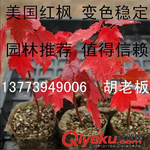 直銷美國(guó)紅楓小苗 美國(guó)改良紅楓 北美紅楓 加拿大紅楓 耐寒 耐陰