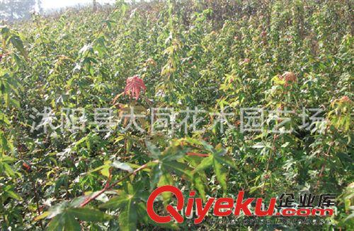 批發園林綠化苗木 雞爪槭 雞爪槭小苗 雞爪槭苗 雞爪槭樹苗原始圖片2
