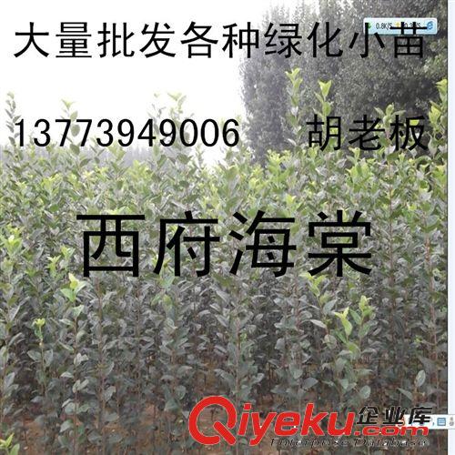 直銷金葉女貞小苗 綠化苗木 大苗 小苗 女貞苗木 叢生苗 色塊類