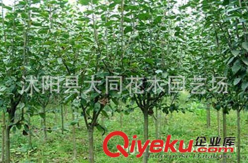 西府海棠小苗直銷 根系發達 現貨充足 綠化苗木 西府海棠樹苗原始圖片3