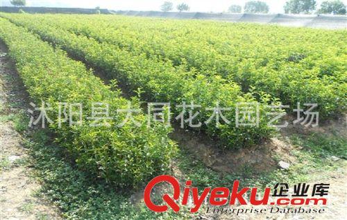直銷桂花苗 四季桂樹苗 四季桂小苗 四季常青 四季開花 確保真品原始圖片3