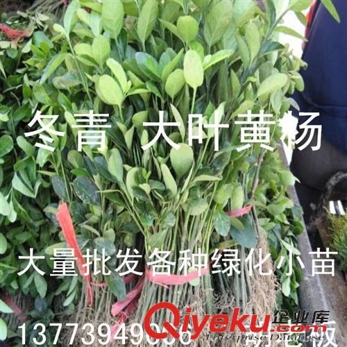 直銷桂花苗 四季桂樹苗 四季桂小苗 四季常青 四季開花 確保真品