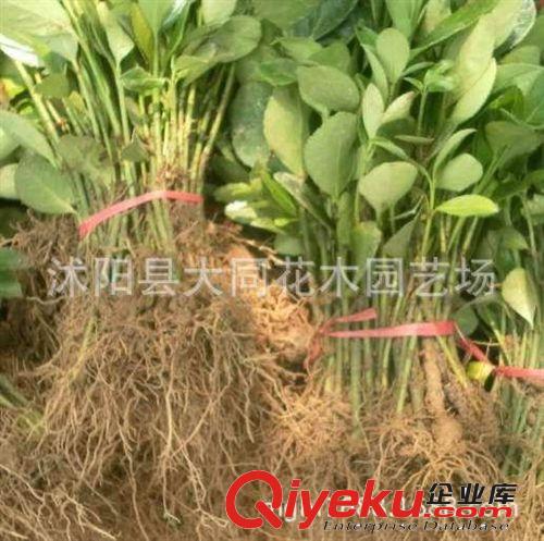 苗圃直銷冬青小苗 凈化空氣 冬青床苗 批發冬青小苗 根系發達原始圖片2
