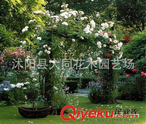 批發(fā)月季花苗 藤本月季 白色婚紗 規(guī)格全 庭院別墅綠化 確保真品