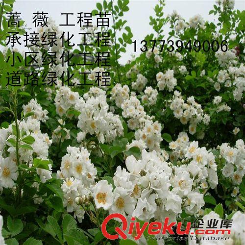 批發(fā)薔薇苗 規(guī)格齊全 多花薔薇 爬藤薔薇 藤本植物 成活高 1米長