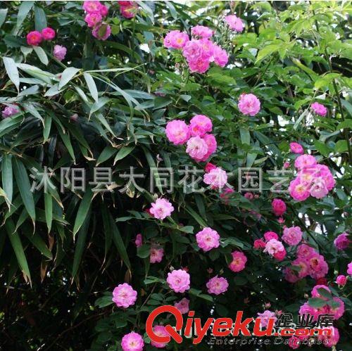 批發(fā)薔薇苗 規(guī)格齊全 多花薔薇 爬藤薔薇 藤本植物 成活高 1米長