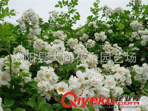 批發(fā)薔薇苗 規(guī)格齊全 多花薔薇 爬藤薔薇 藤本植物 成活高 1米長