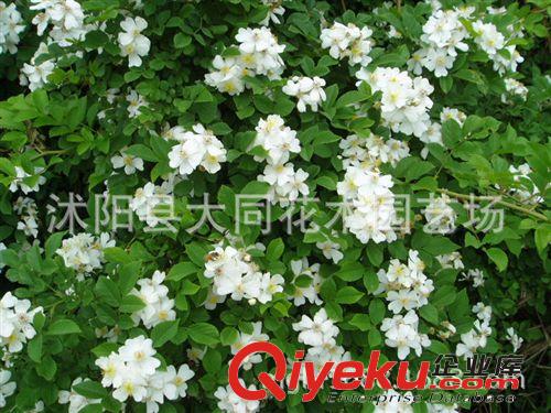 批發(fā)薔薇扦插小苗 規(guī)格齊全 爬墻梅 多花薔薇 爬藤薔薇 藤本植物