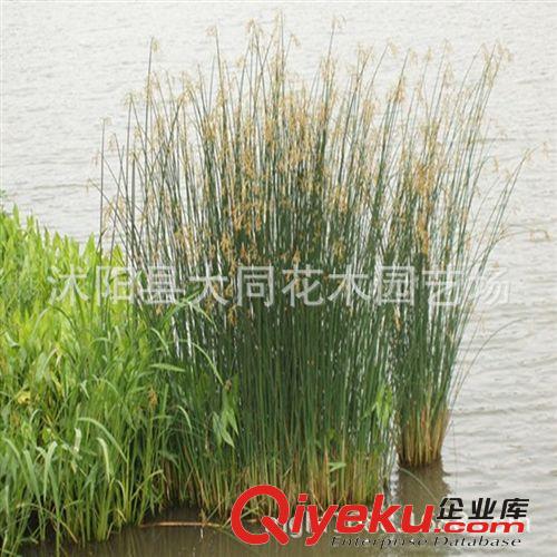 批發(fā)水生植物 水蔥苗 綠化河道 護(hù)坡 護(hù)堤 水邊美化 庭院觀賞花卉