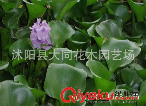 批發(fā)水生植物 水葫蘆 鳳眼蓮 又名水葫蘆 超強(qiáng)污水凈化 繁殖強(qiáng)