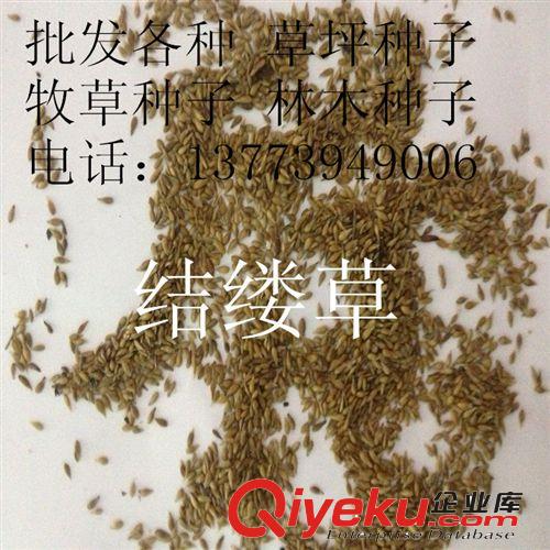 狗牙根草籽 狗牙根 天堂草 草坪種子 進(jìn)口種子批發(fā) 狗牙根種子