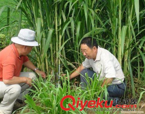 狼尾草雜交品種 新型 王草 皇竹草種子 牧草種子 豬牛羊優(yōu)質(zhì)草料