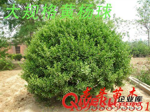 精品大規(guī)格黃楊球?qū)Ｙu，樹形好，冠幅大，耐旱，無蟲害