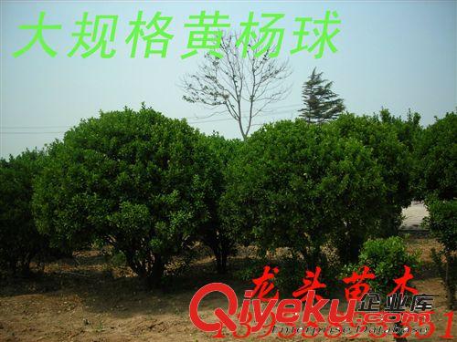 精品大規(guī)格黃楊球?qū)Ｙu，樹形好，冠幅大，耐旱，無蟲害