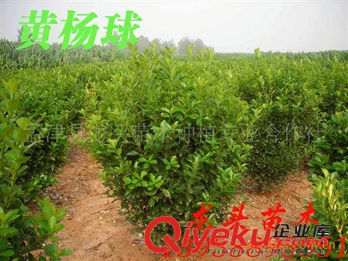 黃楊球，植物造型綠化樹(shù)，形狀好、質(zhì)量好、無(wú)蟲(chóng)害