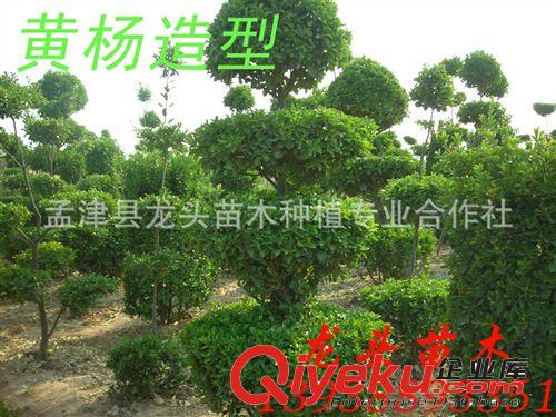 黃楊球，植物造型綠化樹(shù)，形狀好、質(zhì)量好、無(wú)蟲(chóng)害