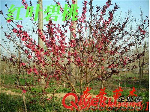 綠化苗木、紅花紅葉李，花灌木、樹形好、無蟲害