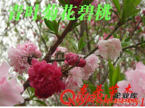 綠化苗木、紅花紅葉李，花灌木、樹形好、無蟲害