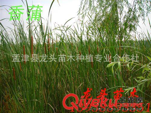 茭白、禾筍、茭瓜、茭菜、出隧、綠節、菰菜、茭首、菰首、菰筍