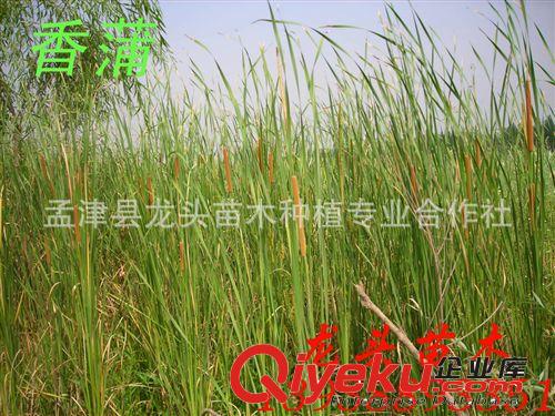 茭白、禾筍、茭瓜、茭菜、出隧、綠節、菰菜、茭首、菰首、菰筍