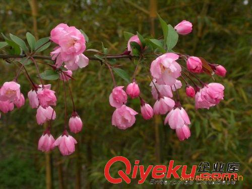 南京青宇園藝場提供優(yōu)質(zhì)垂絲海棠原始圖片2
