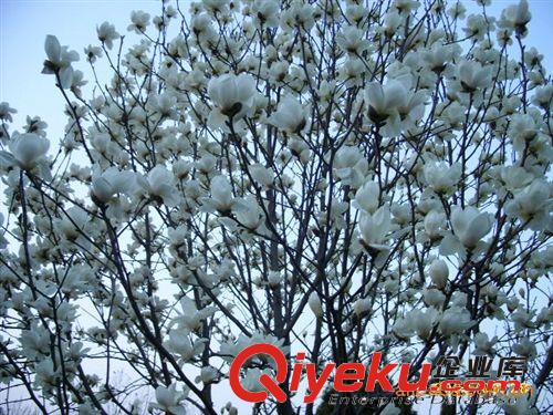 南京青宇園藝場提供優(yōu)質(zhì)白玉蘭原始圖片2