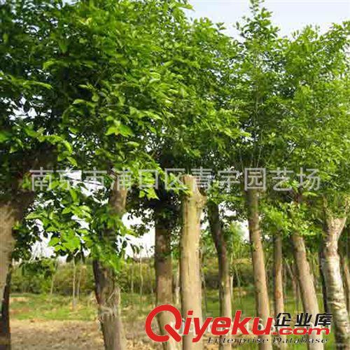 南京“青宇園藝場”提供精品.質優價廉.廣玉蘭