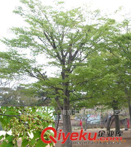青宇園藝廠提供15-40公分叢生和多桿樸樹原始圖片2