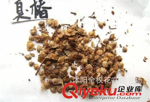 綠化苗木  林木樹種  臭椿種子  臭椿小苗優(yōu)質(zhì)林木樹種供應(yīng)