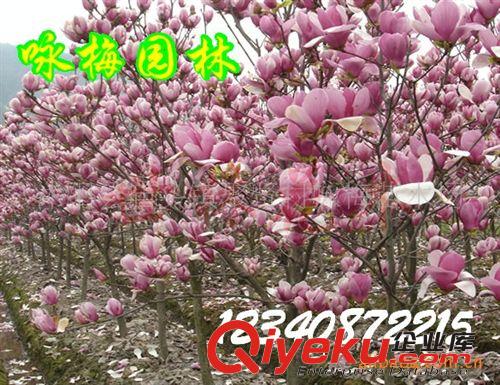 供應(yīng)彩色苗木,常青苗木,落葉類,花木類等綠化苗木原始圖片2