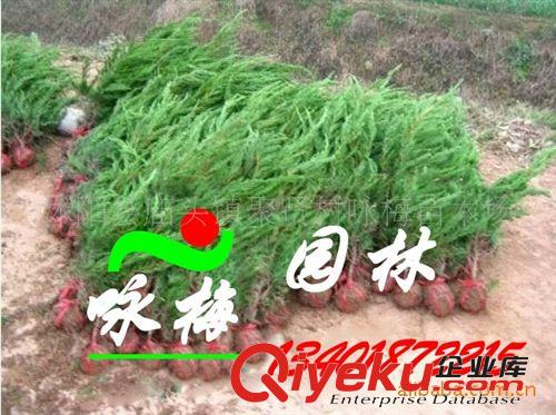批發(fā)紅葉石楠樹(shù)苗 綠化苗木灌木 優(yōu)良品種 紅葉石楠苗木