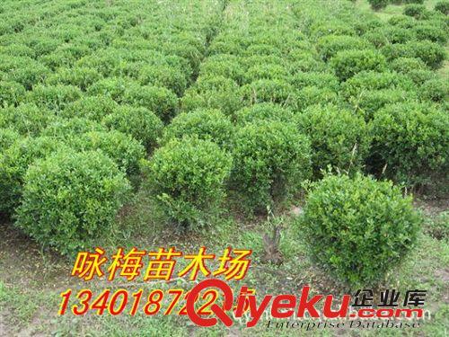 低價大量直銷大葉黃楊.小葉黃楊.金邊黃楊等綠化苗木原始圖片3